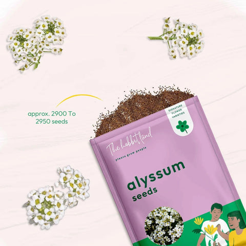 Alyssum White