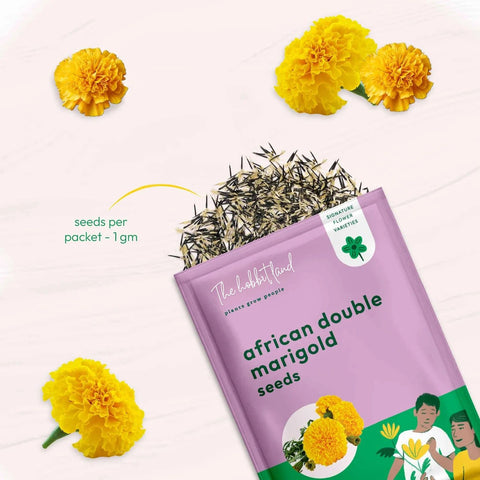 African Marigold Yellow
