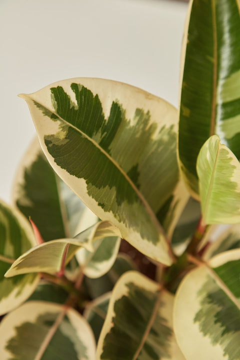 Rubber Plant Variegated