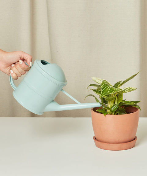 Philodendron Birkin
