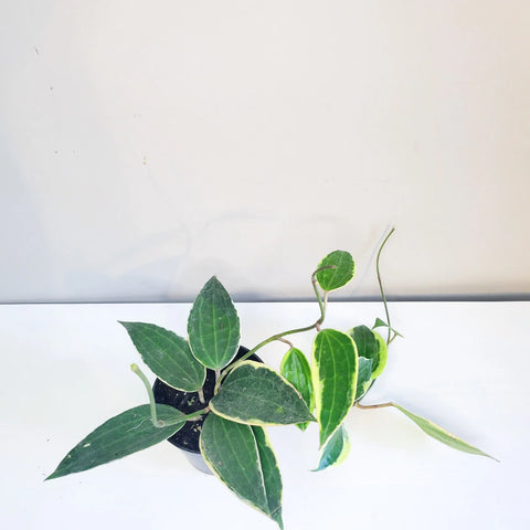 Hoya Latifolia Variegata