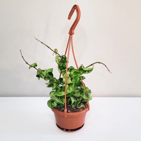 Hoya Carnosa Compacta - Hindu Rope