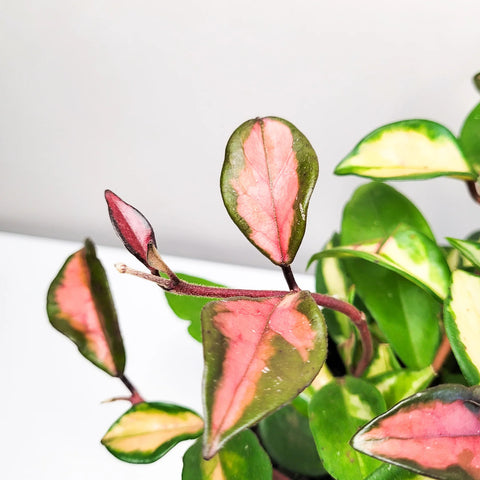 Hoya Carnosa Rubra - Krimson Princess