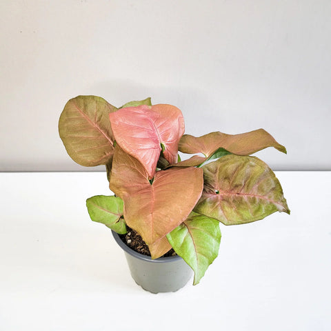 Syngonium Pink