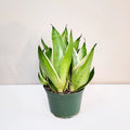 Sansevieria Trifasciata - Night Owl