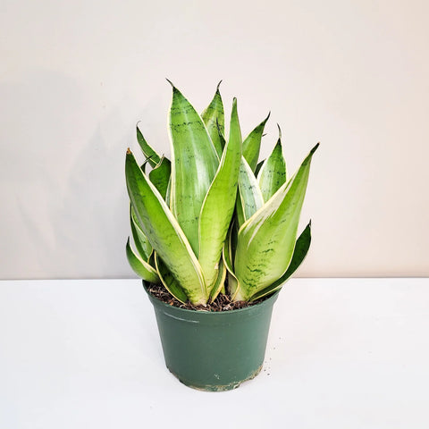 Air Purifying Plants - Indoor