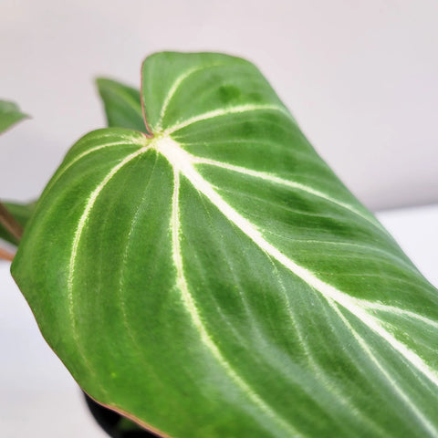 Philodendron Gloriosum