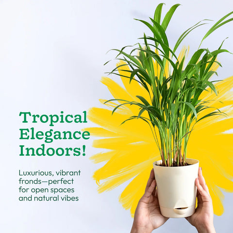 Areca Palm XL