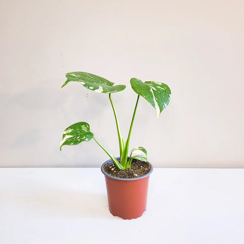 Monstera Deliciosa - Thai Constellation