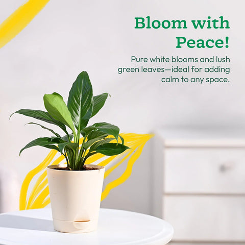 Peace Lily XL