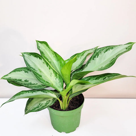 Aglaonema Commutatum - Silver Bay
