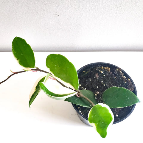 Hoya Carnosa Tricolour - Krimson Queen