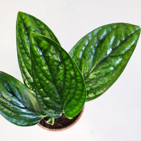 Monstera Karstenianum - Peru
