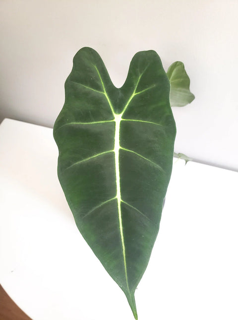 Alocasia Micholitziana - Frydek