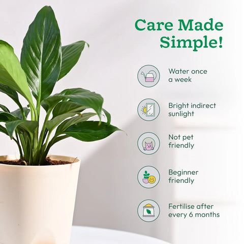 Peace Lily XL