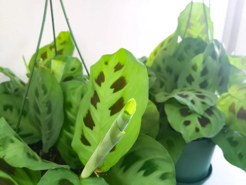 Maranta Leuconeura - Green Prayer
