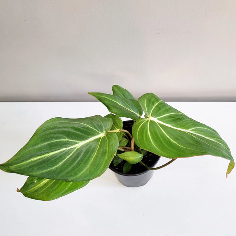 Philodendron Gloriosum