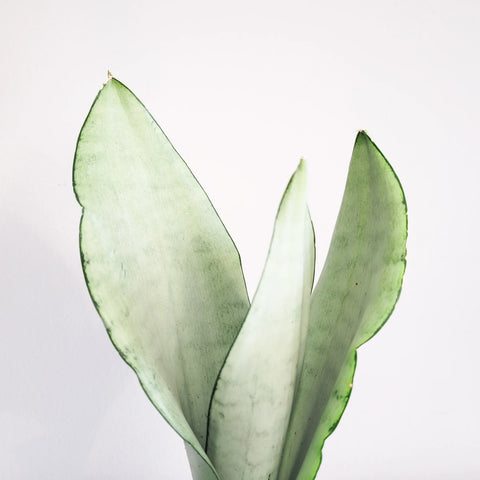 Sansevieria Moonshine