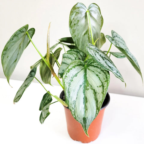 Philodendron Brandtianum - Brandi