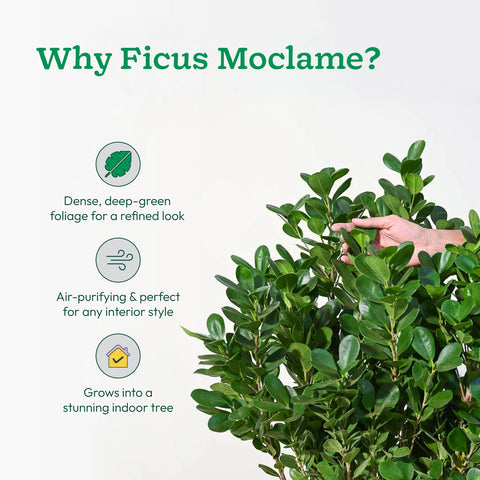 Ficus Moclame XL