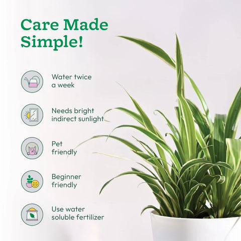 Chlorophytum Spider Plant - Reverse