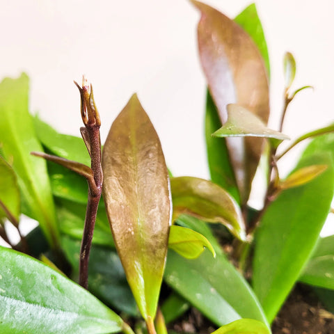 Hoya Pubicalyx