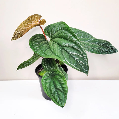 Anthurium Radicans x Luxirians
