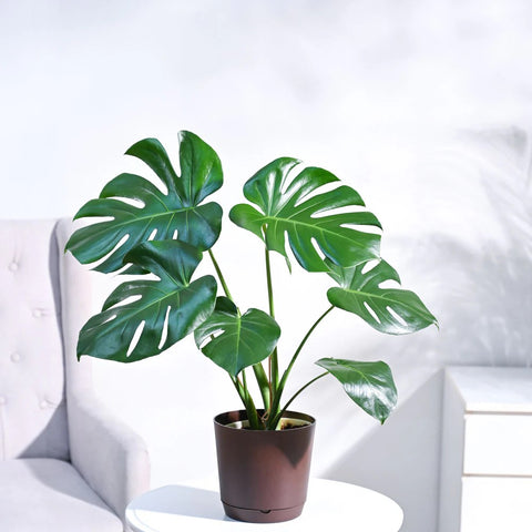 Monstera Deliciosa