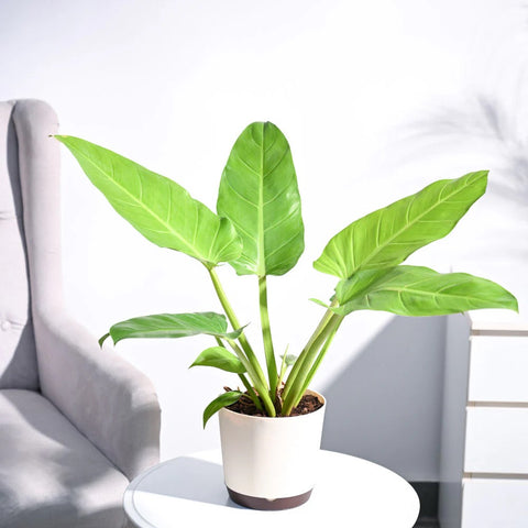 Philodendron Melinonii Gold