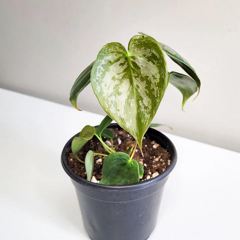 Philodendron Brandtianum - Brandi