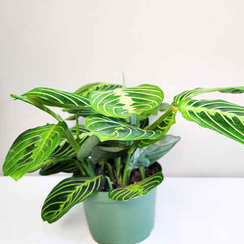 Maranta Leuconeura - Lemon Lime Prayer