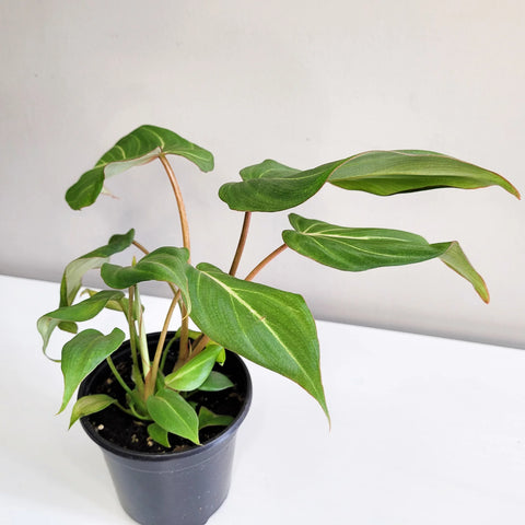 Philodendron Gloriosum