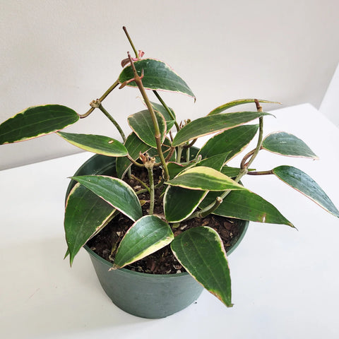 Hoya Latifolia Variegata