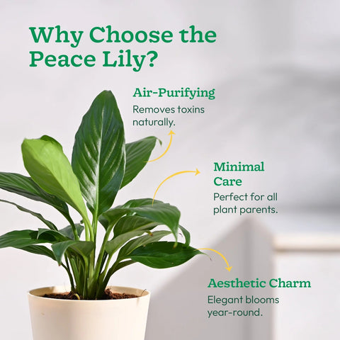 Peace Lily XL