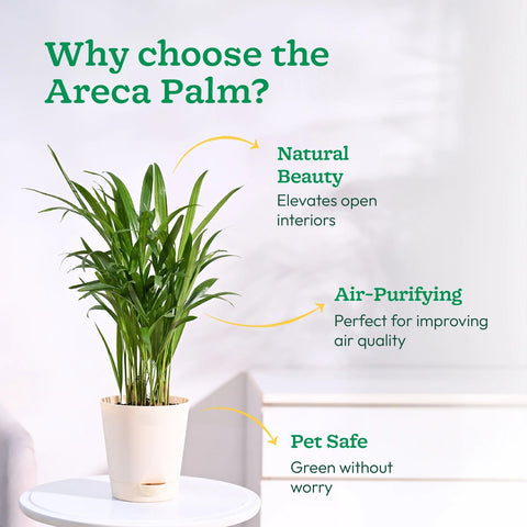 Areca Palm