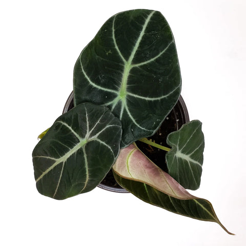 Alocasia Reginula - Black Velvet