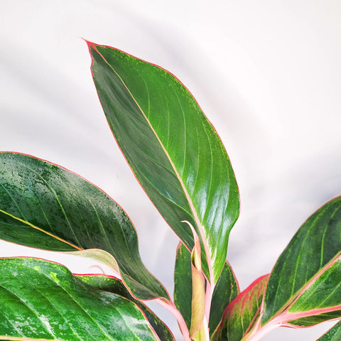 Aglaonema Commutatum - Pink Diamond
