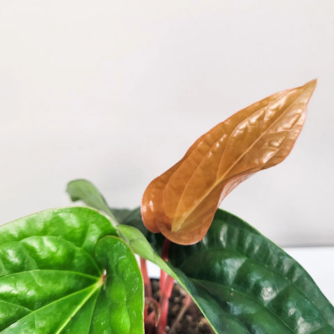 Anthurium Radicans x Luxirians