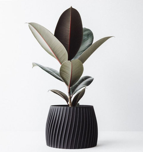 Rubber Plant