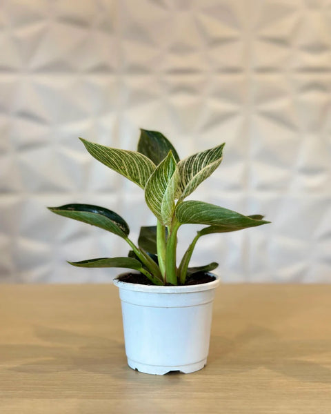 Philodendron Birkin