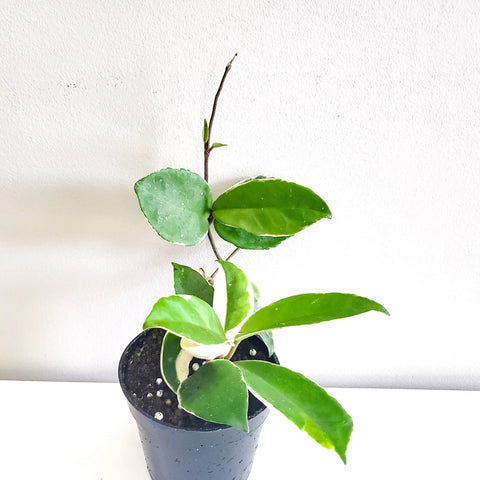 Hoya Carnosa Tricolour - Krimson Queen