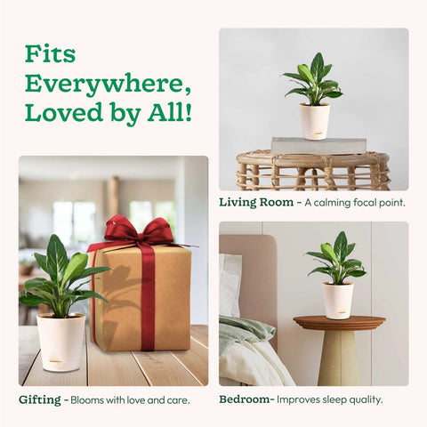Peace Lily XL