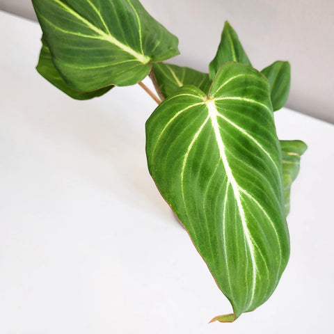 Philodendron Gloriosum