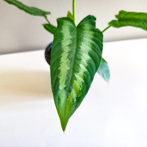 Schismatoglottis Wallichii - Drop Tongue