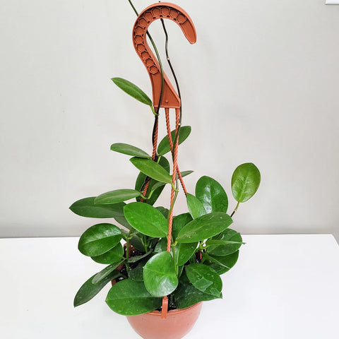 Hoya Australis