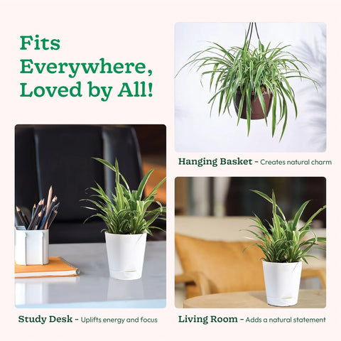 Chlorophytum Spider Plant - Reverse