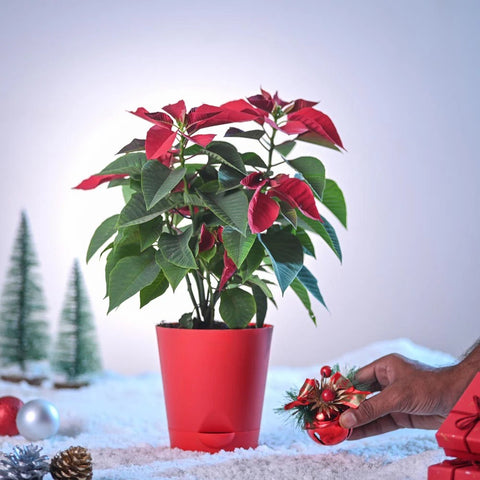 Poinsettia Red