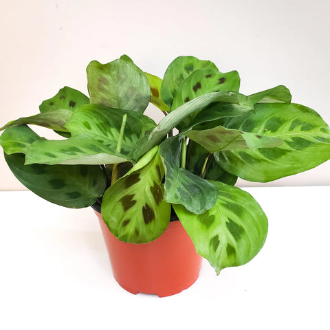 Maranta Leuconeura - Green Prayer