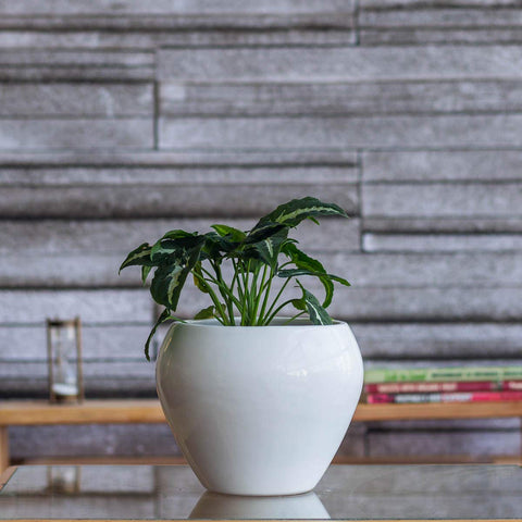 Apple Ceramic Pot