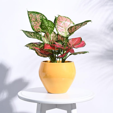 Apple Ceramic Pot